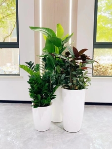 专业余姚绿植租摆，满足您对绿色的所有期待